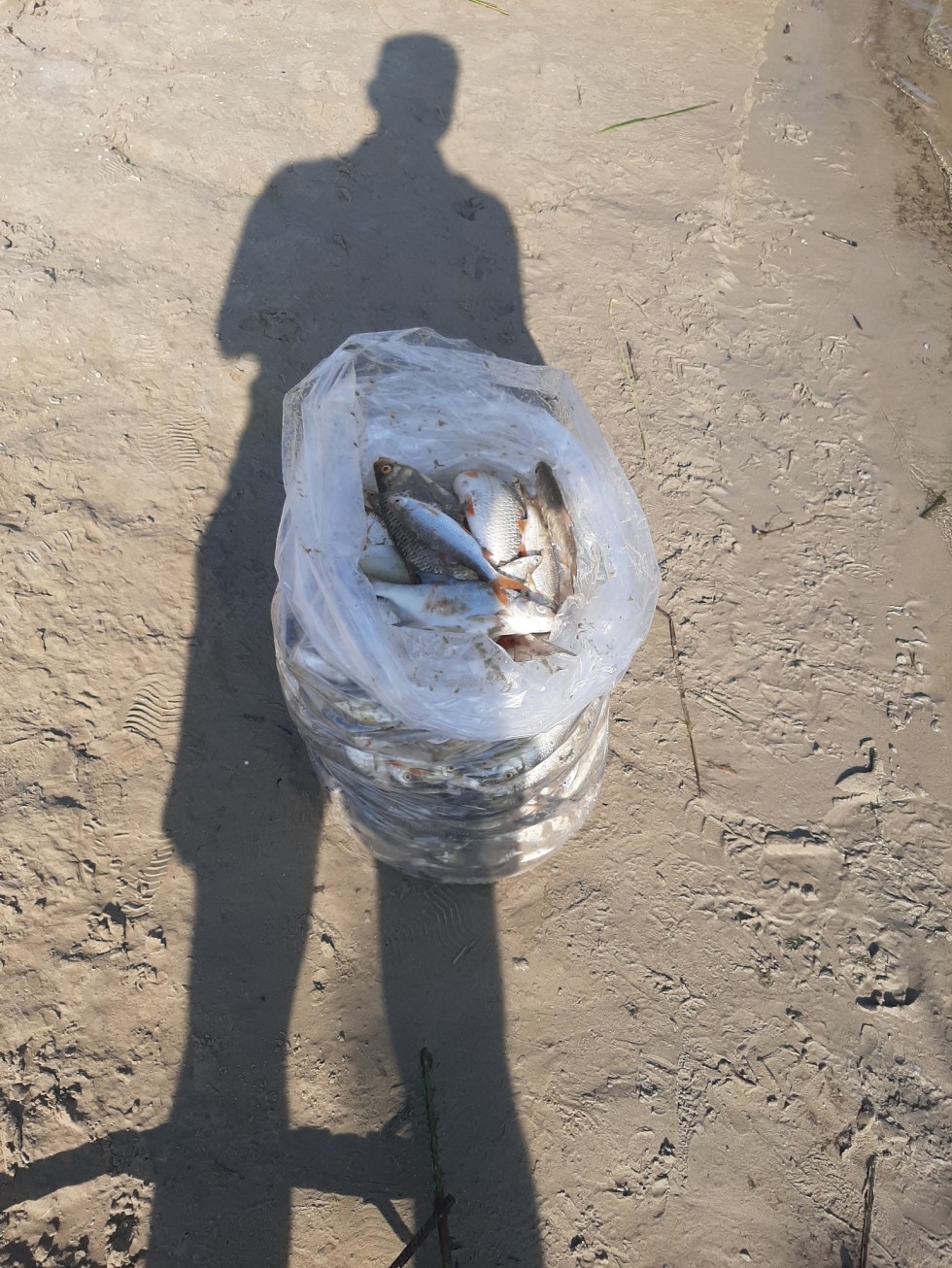 Blisko 400 kg śniętych ryb w jeziorze Dzierzgoń.