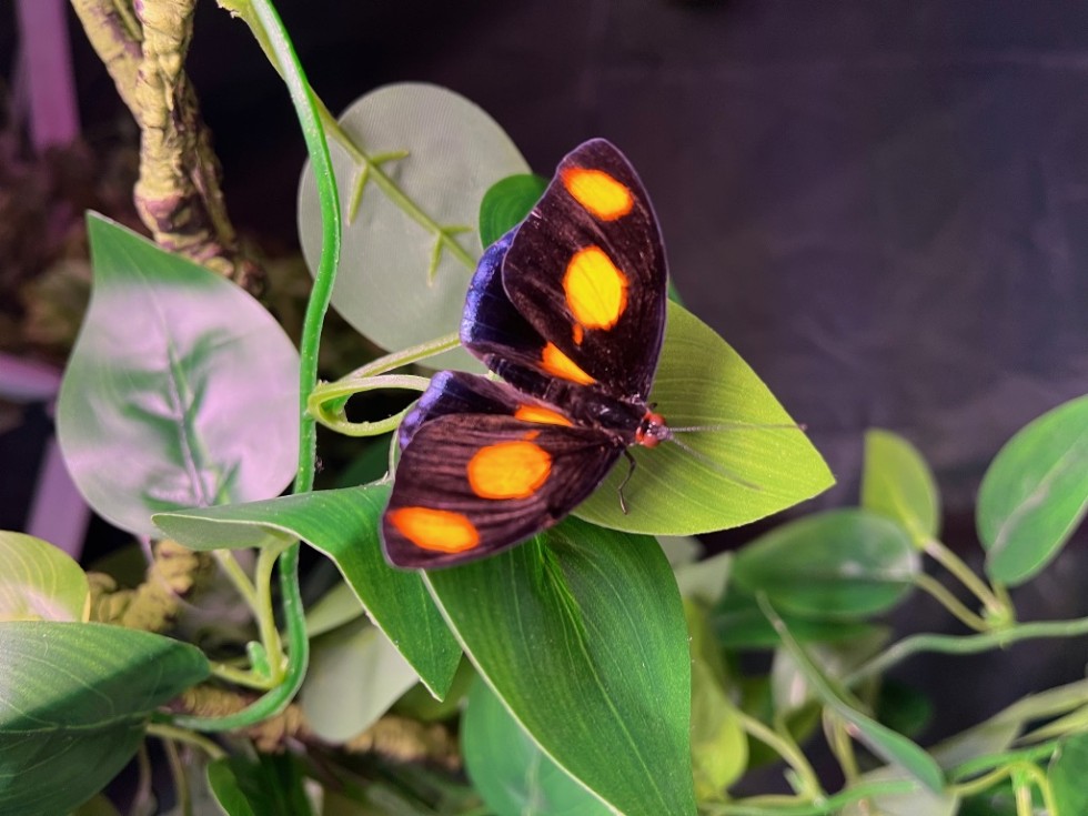 Malbork. Amazing Butterflies - uczniowie Technikum nr 3 na wystawie motyli.