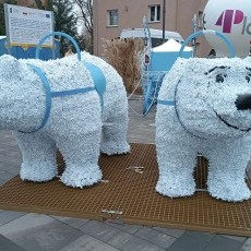 Konwój i Bieg św. Mikołaja w Nowym Stawie za nami.