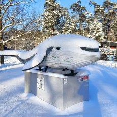  Zimowa Stegna nad Bałtykiem - fotorelacja