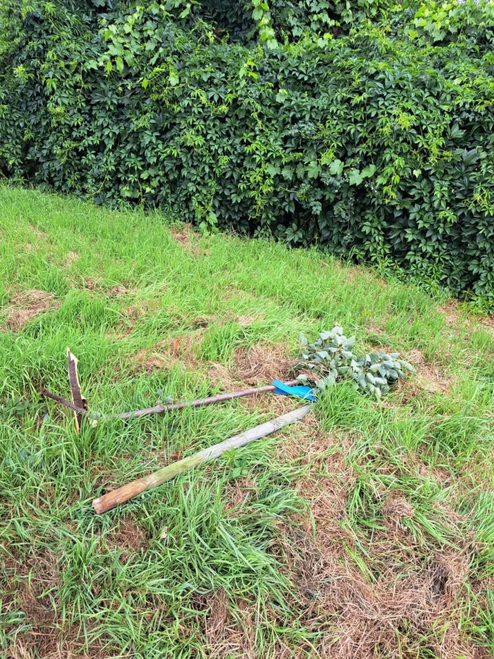 Wandale zniszczyli młode lipy w Malborku. Siedem drzew zostało złamanych