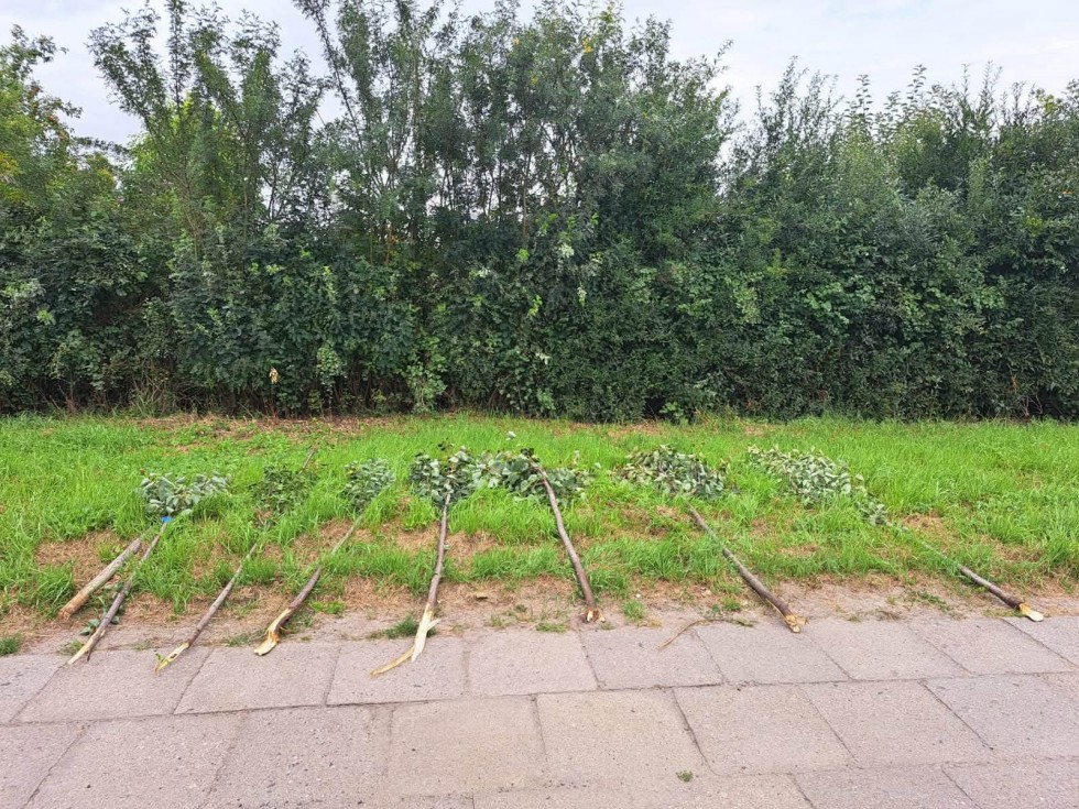 Wandale zniszczyli młode lipy w Malborku. Siedem drzew zostało złamanych